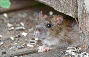Rats pest control