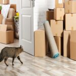 Move to a New Home With a Cat