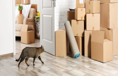 Move to a New Home With a Cat