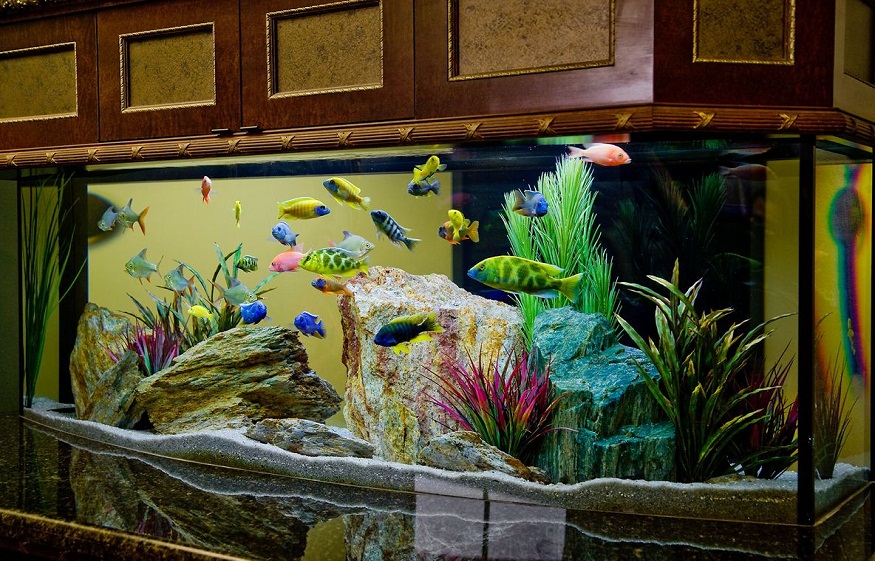 custom aquarium design and installation